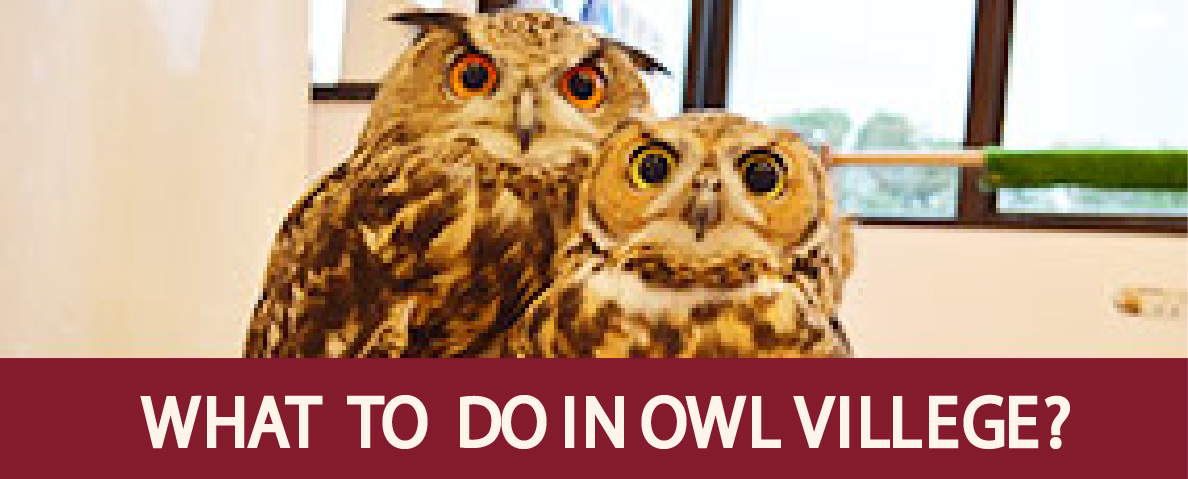 What to do in OWL VILLAGE?