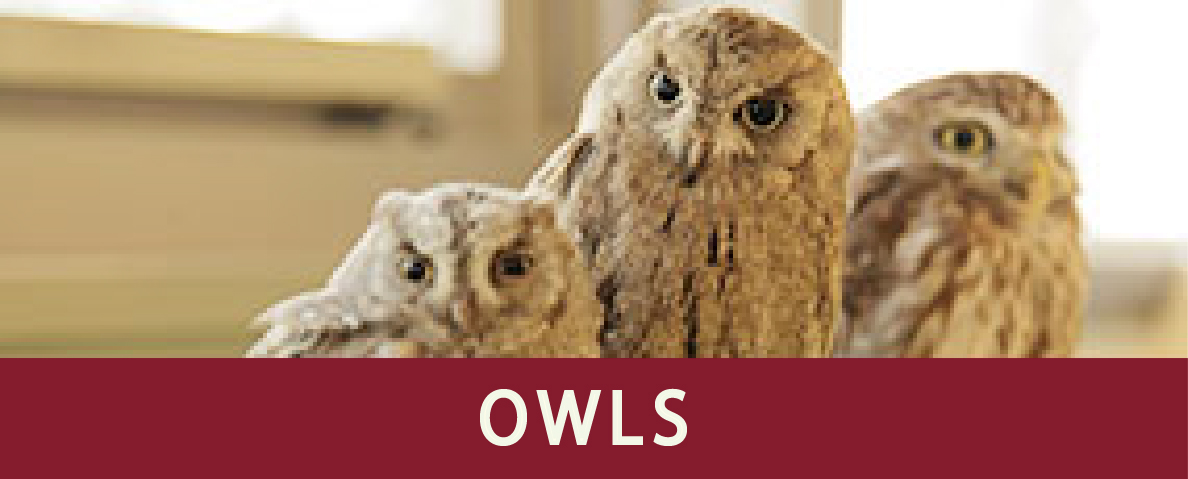 OWLS