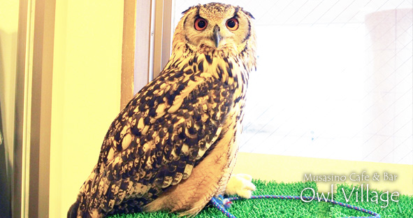 Jiji(Indian Eagle Owl) 