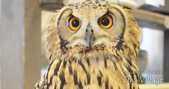 Kii(Indian Eagle Owl)