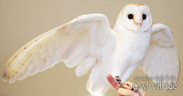 Alto(Barn Owl)