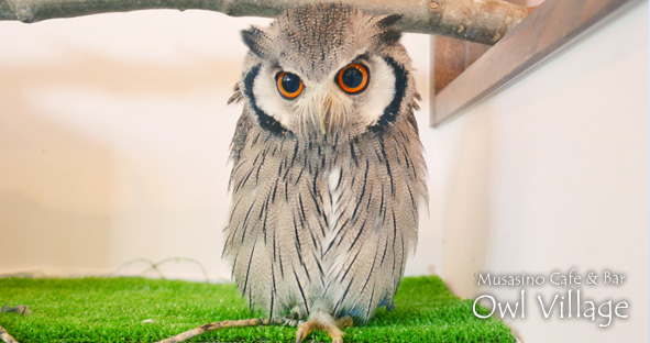 Schola (White-Faced Scops Owl)