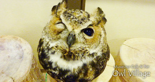 Peach(Great Horned Owl)