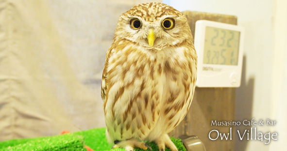 Azuki(Little Owl) 