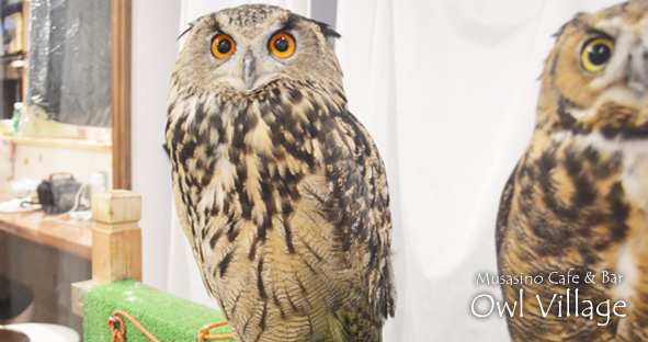 Bob (Eurasian Eagle Owl) 