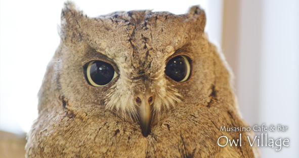 Maron(Pallid Scops Owl) 