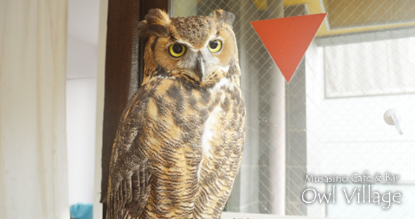 Wasabi (Great Horned Owl)