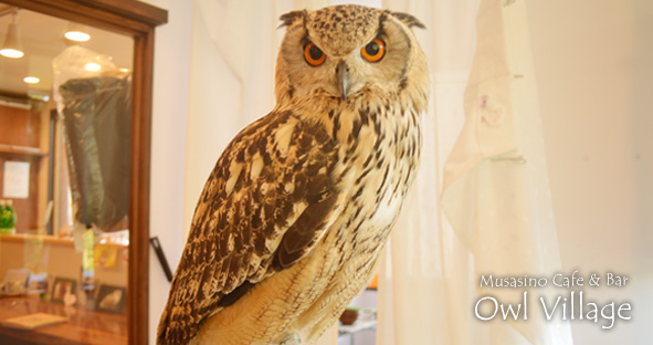 Kukku (Indian Eagle Owl)