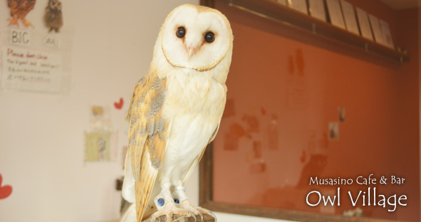 Canon (Barn Owl)