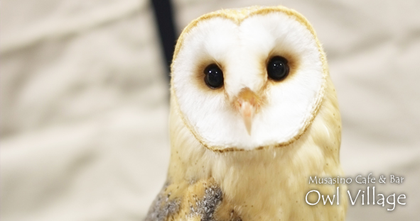 Noel(Barn Owl)