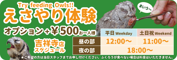 わがままフクロウのきまぐれエサやり体験 +500円