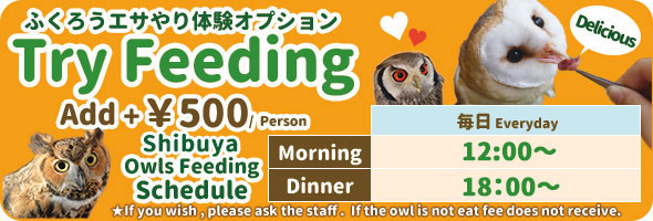 わがままフクロウのきまぐれエサやり体験 +500円